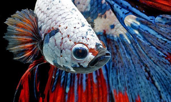 POISSONS COMBATTANTS EN BEAUTE